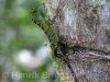 phoxophrys-borneensis-6.jpg